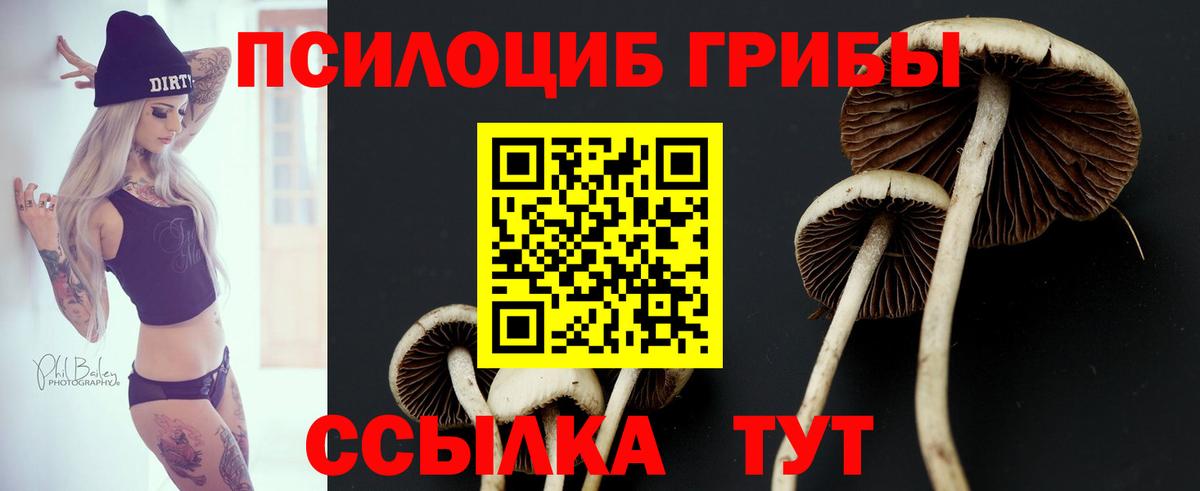 Карабулак  Псилоцибиновые грибы Cubensis  Вход с VPN 